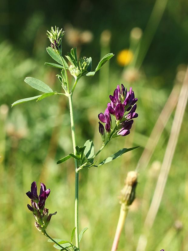 lucerna siata Medicago sativa L.