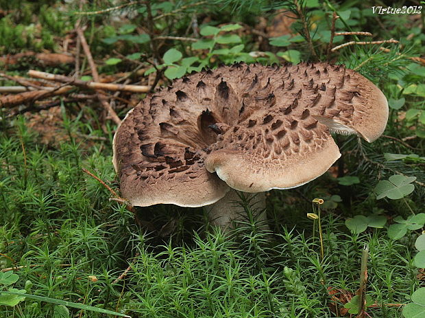 jelenkovec škridlicovitý Sarcodon imbricatus (L.) P. Karst.