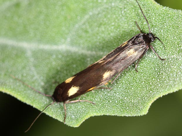 Scythris sinensis