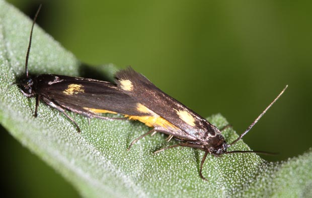 Scythris sinensis