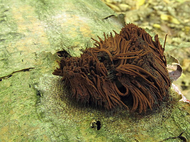 pazderka Stemonitis sp.