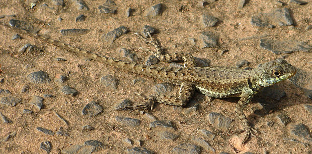 jašter Tropidurus torquatus ?