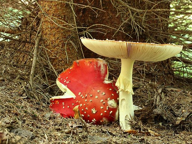 muchotrávka červená Amanita muscaria (L.) Lam.