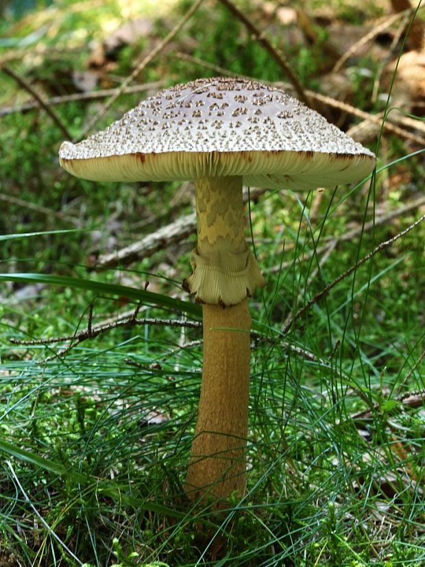 muchotrávka červenkastá Amanita rubescens Pers.