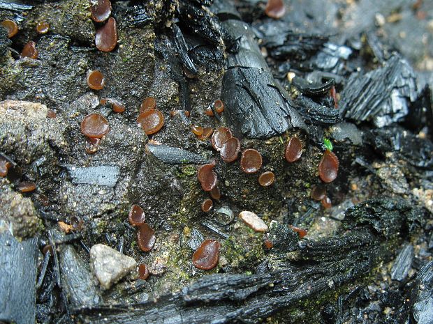 askobol spáleniskový Ascobolus carbonarius P. Karst