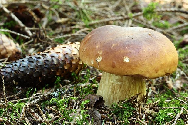 hríb smrekový Boletus edulis Bull.