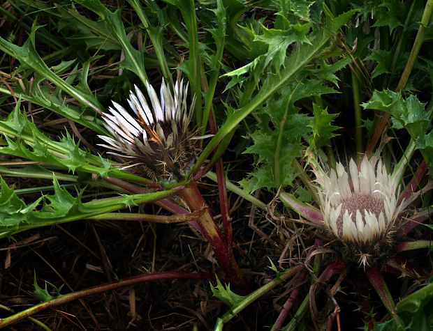 krasovlas bezbyľový vyvýšený Carlina acaulis subsp. caulescens  (Lam.) Schübl. et G. Martens