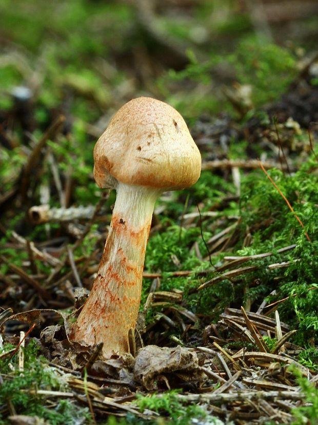 pavučinovec červenopásový Cortinarius armillatus (Fr.) Fr.