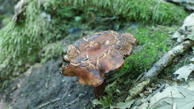 peniazovka vretenovitohlúbiková Gymnopus fusipes (Bull.) Gray