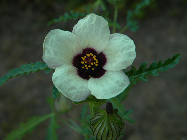 ibištek trojdielny Hibiscus trionum L.