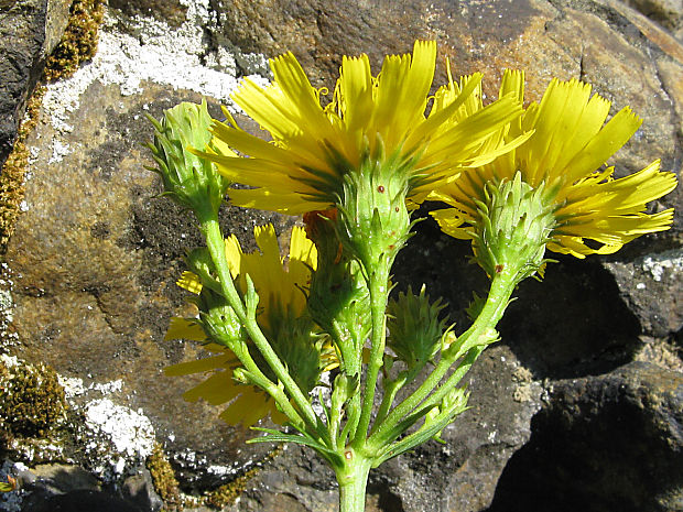 jastrabník okolíkatý Hieracium umbellatum L.