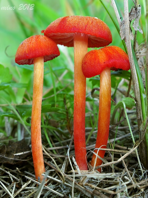 lúčnica krvavá Hygrocybe miniata (Fr.) P. Kumm.