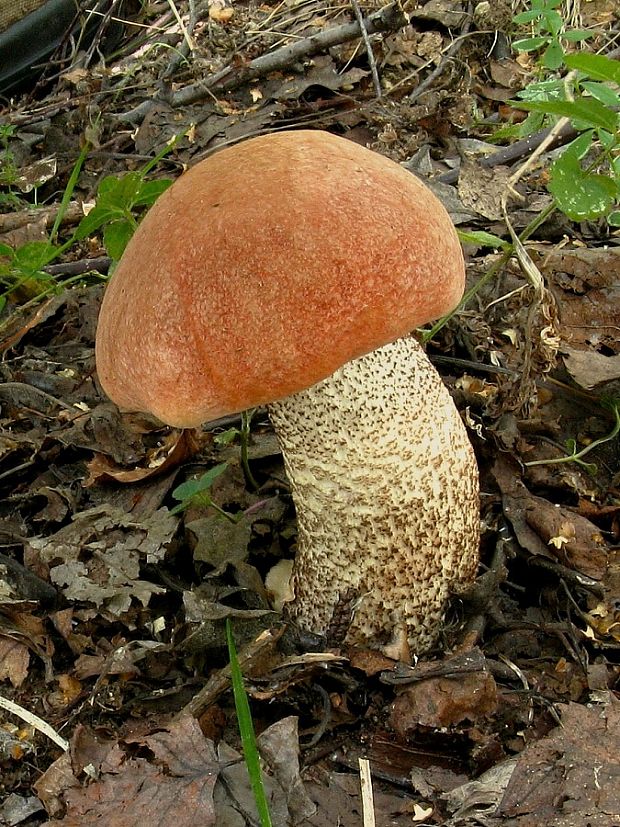 kozák dubový Leccinum aurantiacum (Bull.) Gray