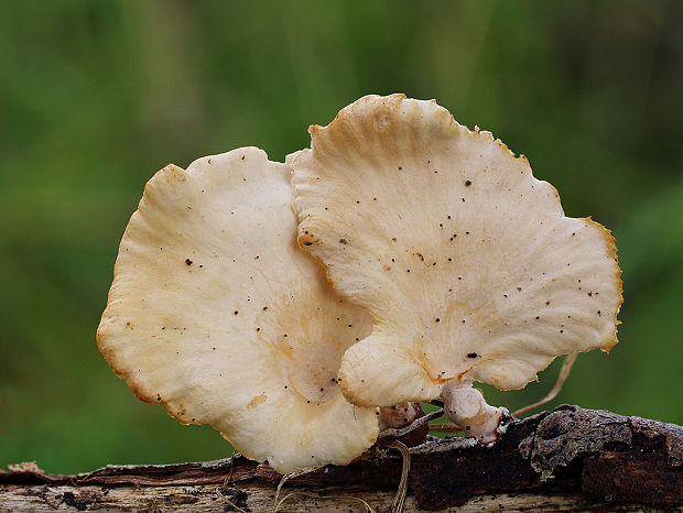 húževnatec voňavý Lentinus suavissimus Fr.