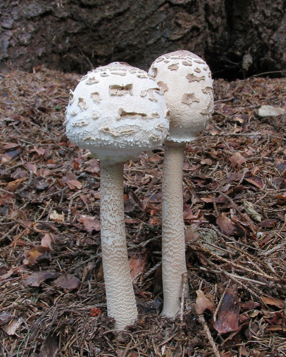 bedľa vysoká Macrolepiota procera (Scop.) Singer