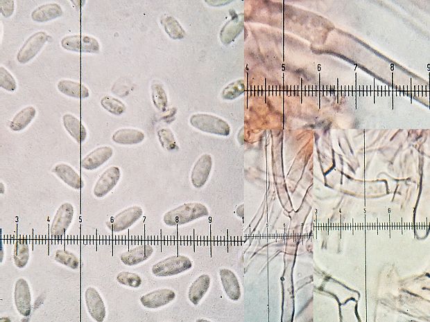 hliva smreková Pleurotus abieticola R.H. Petersen & K.W. Hughes