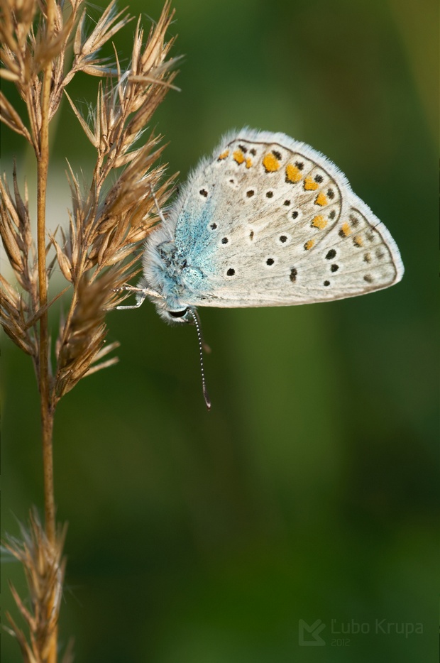 modráčik obyčajný Polyommatus icarus