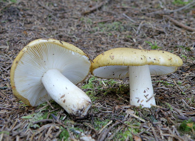 plávka hlinovožltá  Russula ochroleuca Fr.