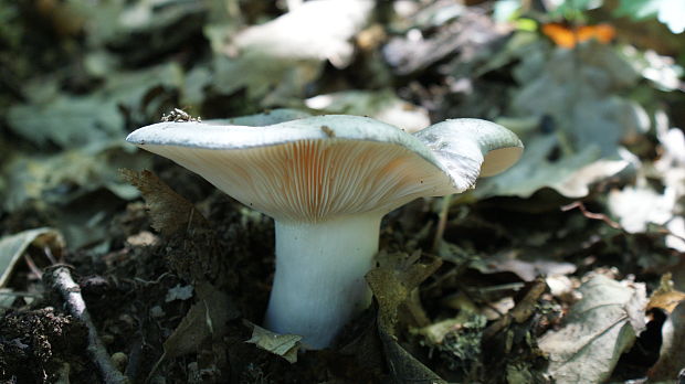 plávka zelenkastá Russula virescens (Schaeff.) Fr.