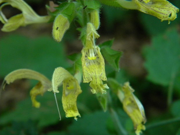 šalvia lepkavá Salvia glutinosa L.