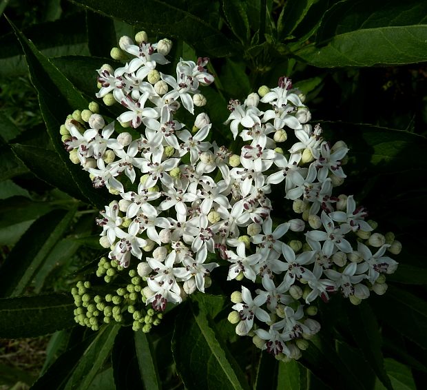 baza chabzdová Sambucus ebulus L.