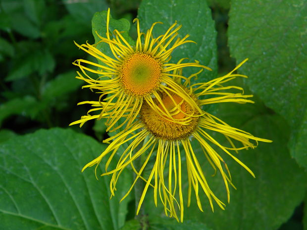 telekia ozdobná Telekia speciosa (Schreb.) Baumg.