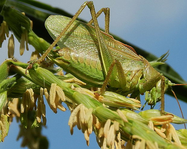 kobylka spevavá Tettigonia cantans