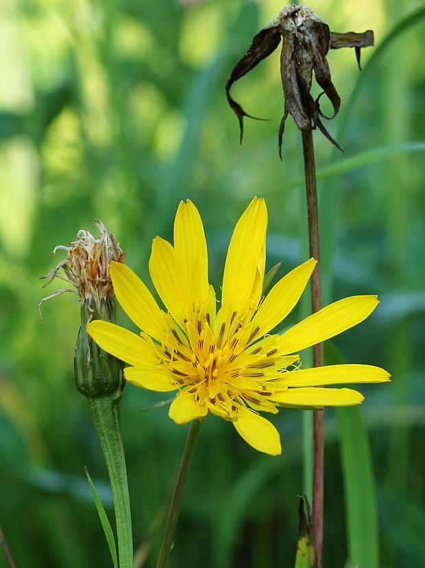 kozobrada lúčna Tragopogon pratensis L.