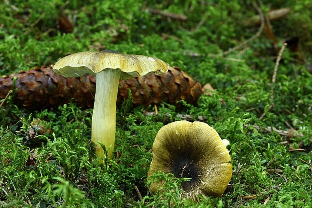 čírovka olivovohnedá Tricholoma viridilutescens M.M. Moser