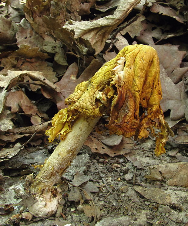 muchotrávka cisárska Amanita caesarea (Scop.) Pers.