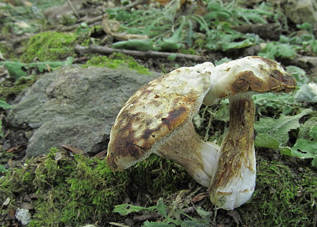 hríb Boletus sp.