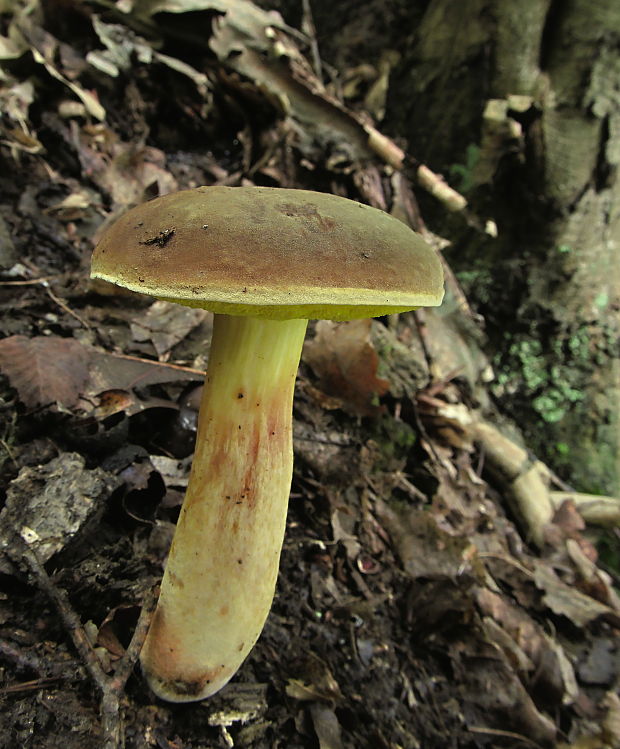 suchohríb plstnatý Boletus subtomentosus L.