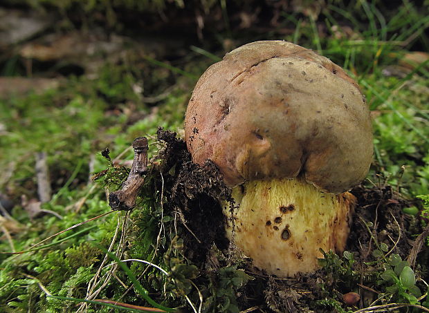 hríb príveskatý Butyriboletus appendiculatus (Schaeff. ex Fr.) Secr.