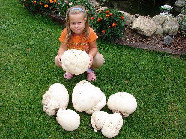 vatovec obrovský Calvatia gigantea (Batsch) Lloyd