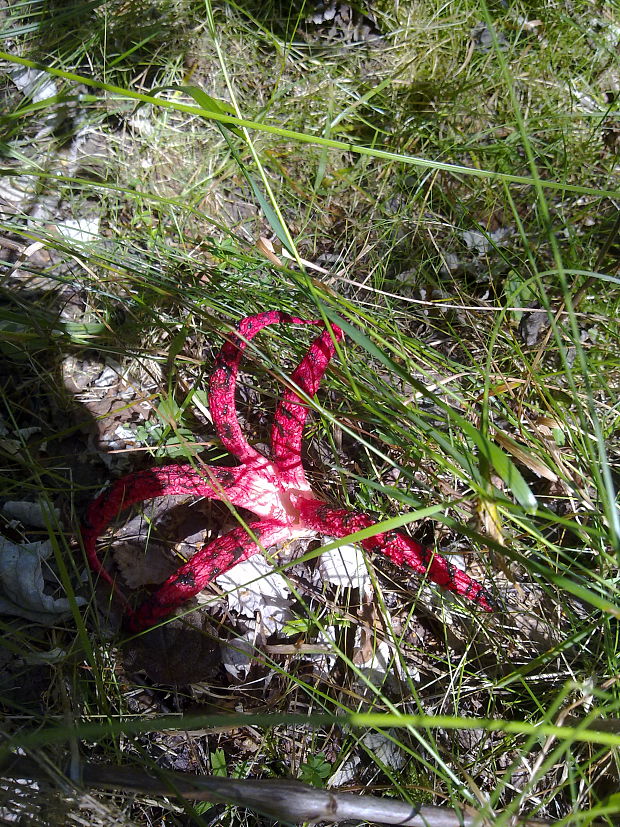 mrežovka kvetovitá Clathrus archeri (Berk.) Dring