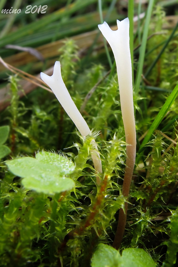 konárovka? Clavulina sp.?