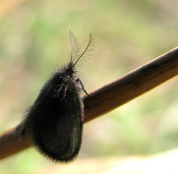 vreckavec malý Epichnopterix plumella