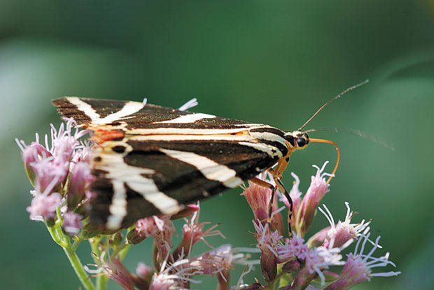 spriadač kostihojový   Euplagia quadripunctaria