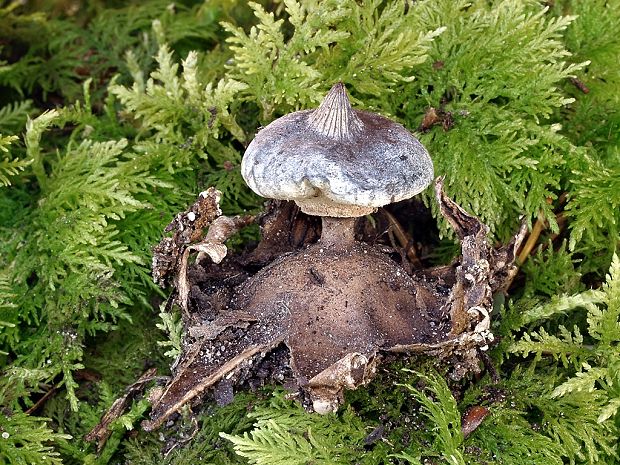 hviezdovka golierikovitá Geastrum striatum DC.