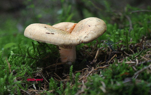 rýdzik pravý Lactarius deliciosus (L.) Gray