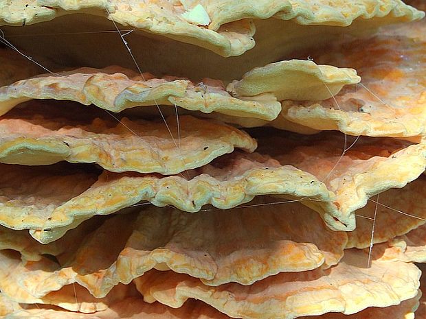 sírovec obyčajný Laetiporus sulphureus (Bull.) Murrill