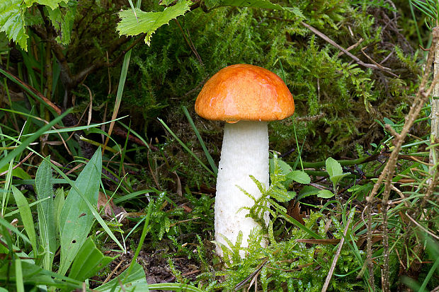 kozák osikový Leccinum albostipitatum den Bakker & Noordel.