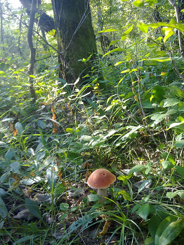 kozák osikový Leccinum albostipitatum den Bakker & Noordel.