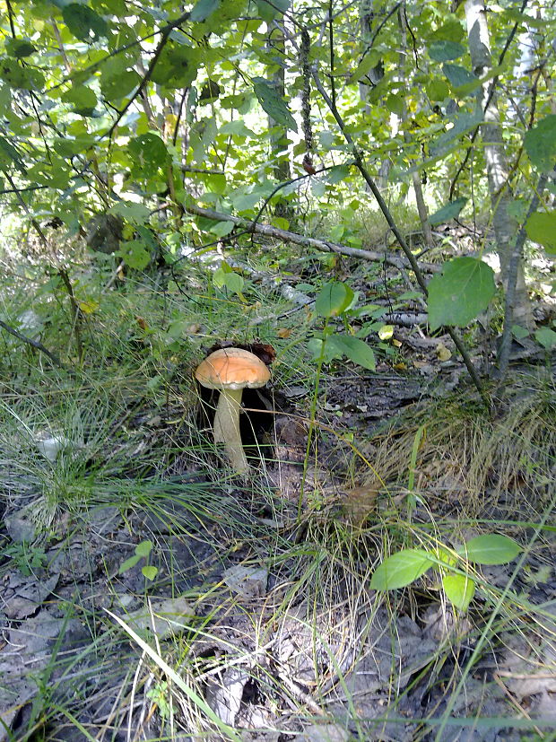 kozák osikový Leccinum albostipitatum den Bakker & Noordel.