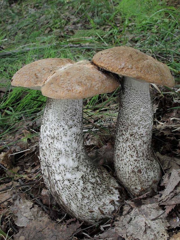 kozák brezový Leccinum scabrum (Bull.) Gray