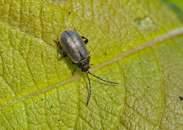 . Lochmaea suturalis