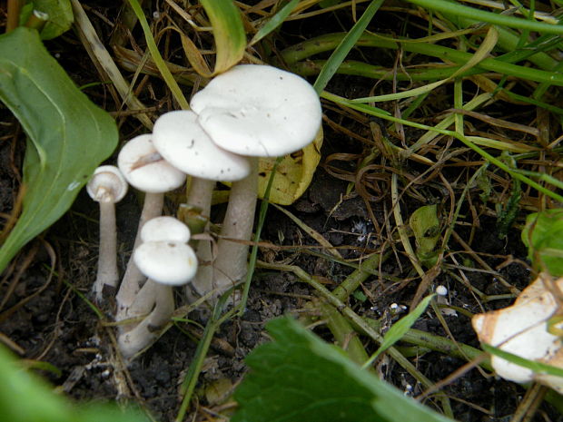 strmulec biely Lyophyllum connatum (Schumach.) Singer