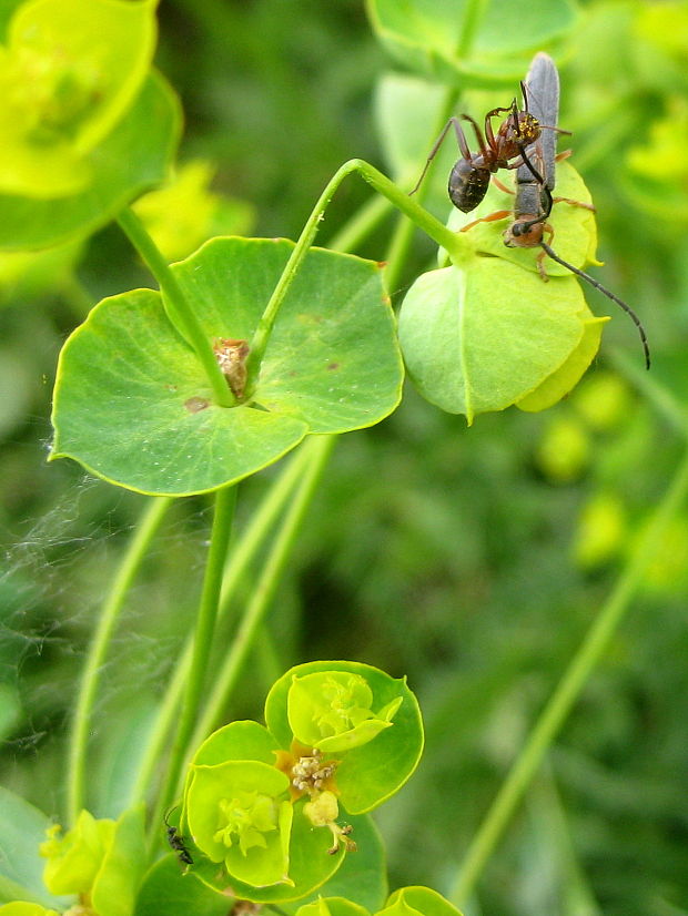 vrzúnik  Oberea erythrocephala