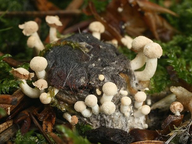 rohovinovka vtáčia Onygena corvina Alb. & Schwein.