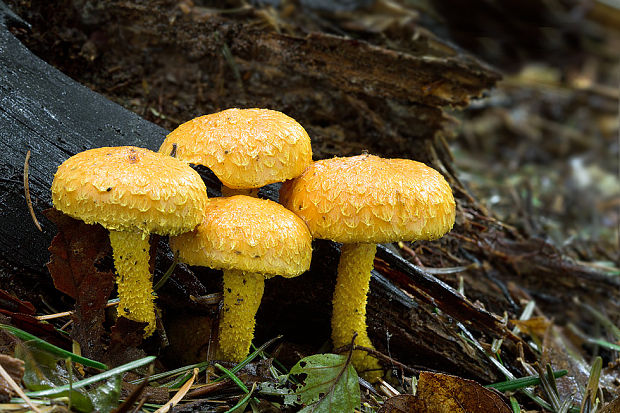 šupinovka ohnivá Pholiota flammans (Batsch) P. Kumm.